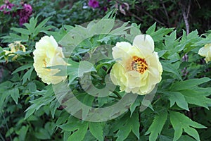 Light yellow flowers