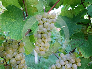 light yellow grape bunches and green leaves. Autumn. Vineyard