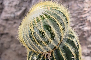 Light Yellow Hair Like Prickly Spines on a Cactus