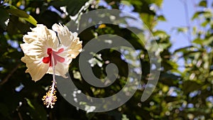 Light yellow hibiscus tropical flower green foliage background blue sky red centre