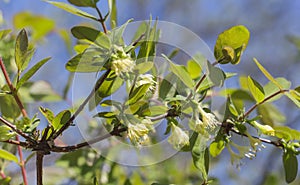 Light yellow honeysuckle flowers on a background of young pale green leaves