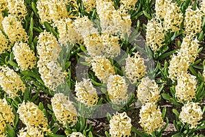 Light yellow hyacinth flower or hyacinthus in spring garden close up. Field with yellow hyacinths
