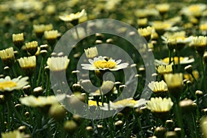 Light yellow Leucanthemum vulgare dof