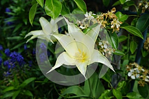 Light yellow lily-shaped tulip in May in the garden. Berlin, Germany