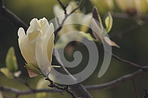 Light yellow magnolia flower  blossoming