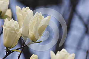 Light yellow magnolia flower  blossoming