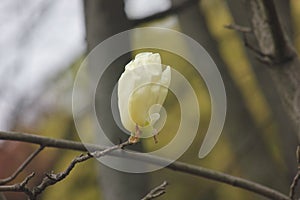 Light yellow magnolia flower  blossoming