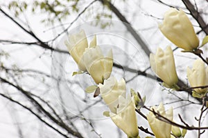 Light yellow magnolia flower  blossoming