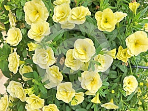 Light yellow Million Bells flowers