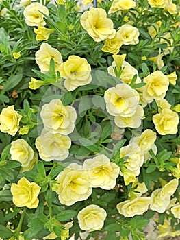 Light yellow Million Bells flowers