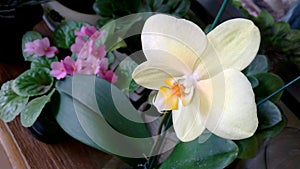 Light yellow orchids with pink-violet plant in the background.