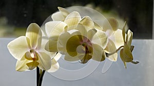 Light yellow orcid.