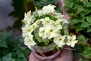 Light yellow Petunia blooming in flower pot outdoors