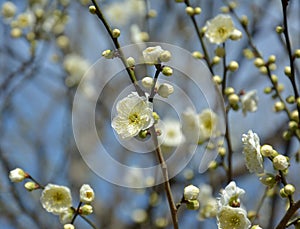 Light yellow plum blossoms with buds on the branch