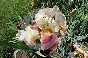 Light yellow and red flower of iris