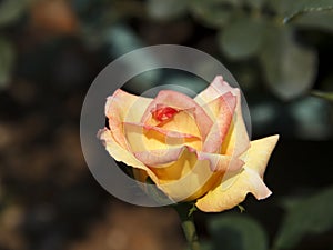 Light yellow and red rose