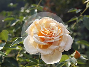 Light yellow rose