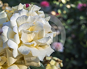 Light yellow rose with droplets of dew on the petals of a sunny morning