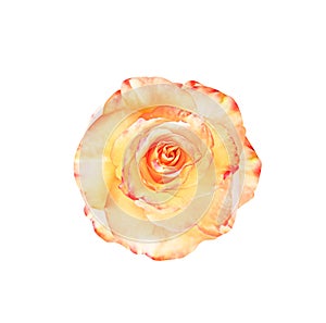 Light yellow rose flowers fresh sweet patterns head with orange border  isolated on white background top view