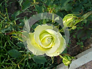 Light yellow roses in the garden. Overhand. photo