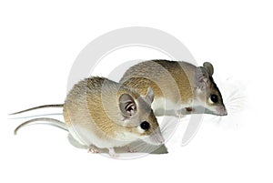 Light-yellow spiny mouse isolated