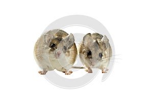 Light-yellow spiny mouse isolated