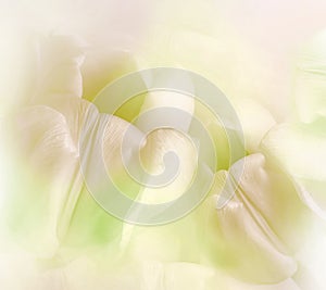 Light yellow tulips. Floral  background. Closeup.