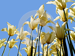 Light-yellow tulips seen from below against the sunlight and therefore beautiful silhouettes photo