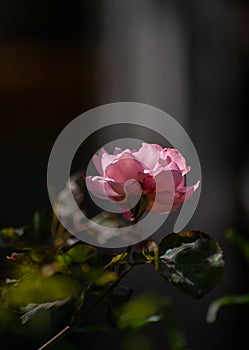 Lightbeam hitting a rose against a soft background in our garden