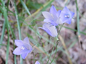 Lightblue Bellflowers