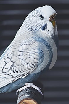 Lightblue female budgie looking into the camera