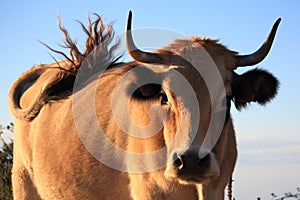 Lightbrown cow is wagging its tail