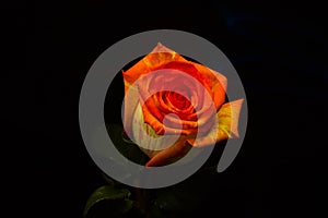 Lightbrush dark rose myst flower