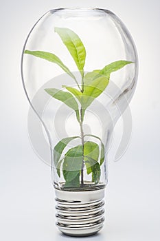 Lightbulb, Lightbulb with plant growing inside.