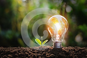 lightbulb with small plant on soil and sunshine. concept saving energy