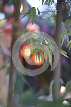 Lighted lanterns through the leaves of bamboo trees