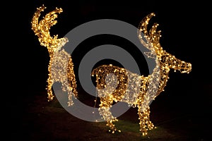 Lighted Reindeers for Christmas