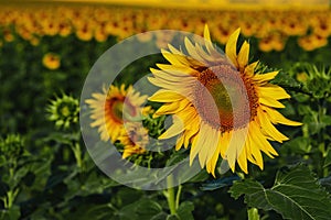 Lighted sunflower on a background of sunflowers