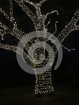 Lighted tree