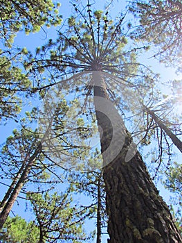 The lighted up tree in the forest