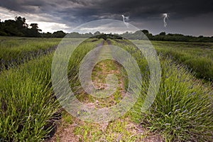 Lightening flashs in storm clouds over lavender photo