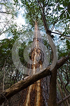 Lightening Struck Tree along a Trail