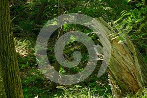 Lightening struck tree trunk at the outskirts of a lush forest