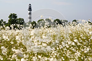 Lighthouse in the Baltic Sea. View from the flowery meadow, natural environment.