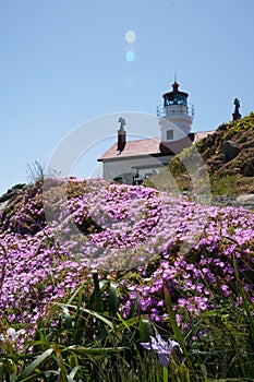 Lighthouse in Bloom
