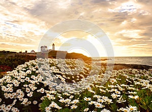 A lighthouse on a cliff on an island in the ocean and a lush daisy bloom at dawn. USA. maine.