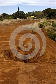 Lighthouse hill bush plant