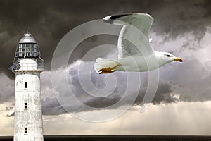 Lighthouse and seagull