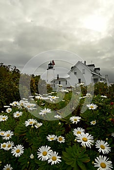 A lighthouse on the shore amid the lush blooming of white daisies.