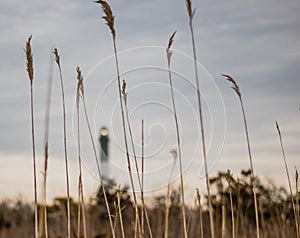 Lighthouse at sunset through beach grass. Fire Island National Seashore